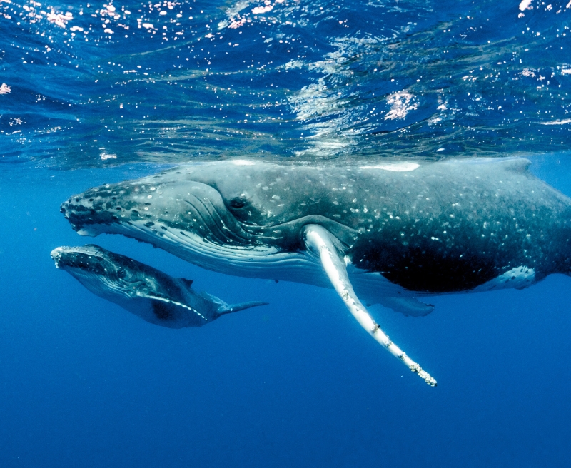 Best Months for Whale Watching in Drake Bay, Costa Rica