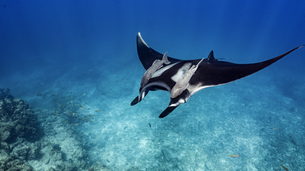 Manta ray swimming underwater
