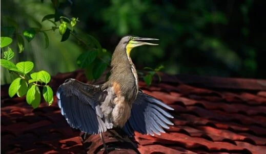 costa rican bird