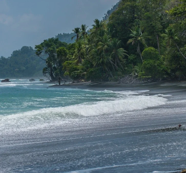 Best Time to Visit Osa Peninsula for Wildlife — When to Go & What to Expect